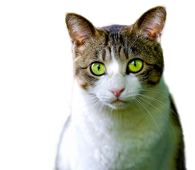 Green Eyed Tabby Cat Portrait PNG Image