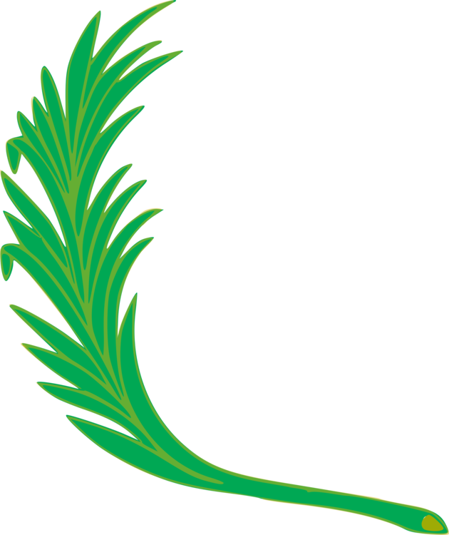 Green Feather Illustration PNG Image