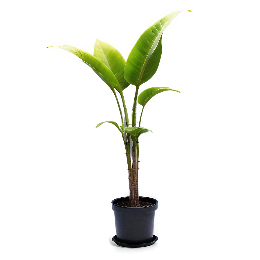 Green Floor Plant Png Jpo PNG Image