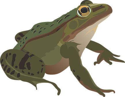 Green Frog Illustration PNG Image