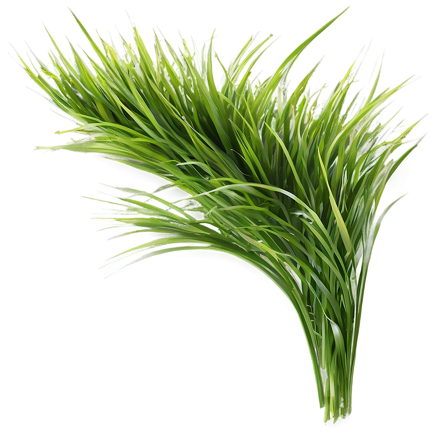 Green Grass In Wind Png 06262024 PNG Image