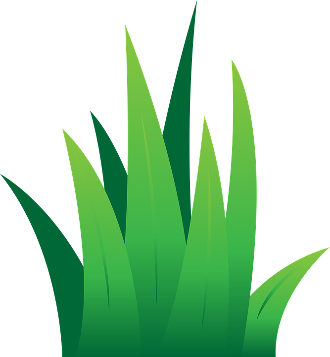 Green Grass Vector Illustration PNG Image