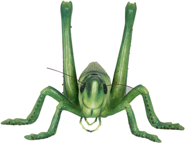 Green Grasshopper Front View PNG Image