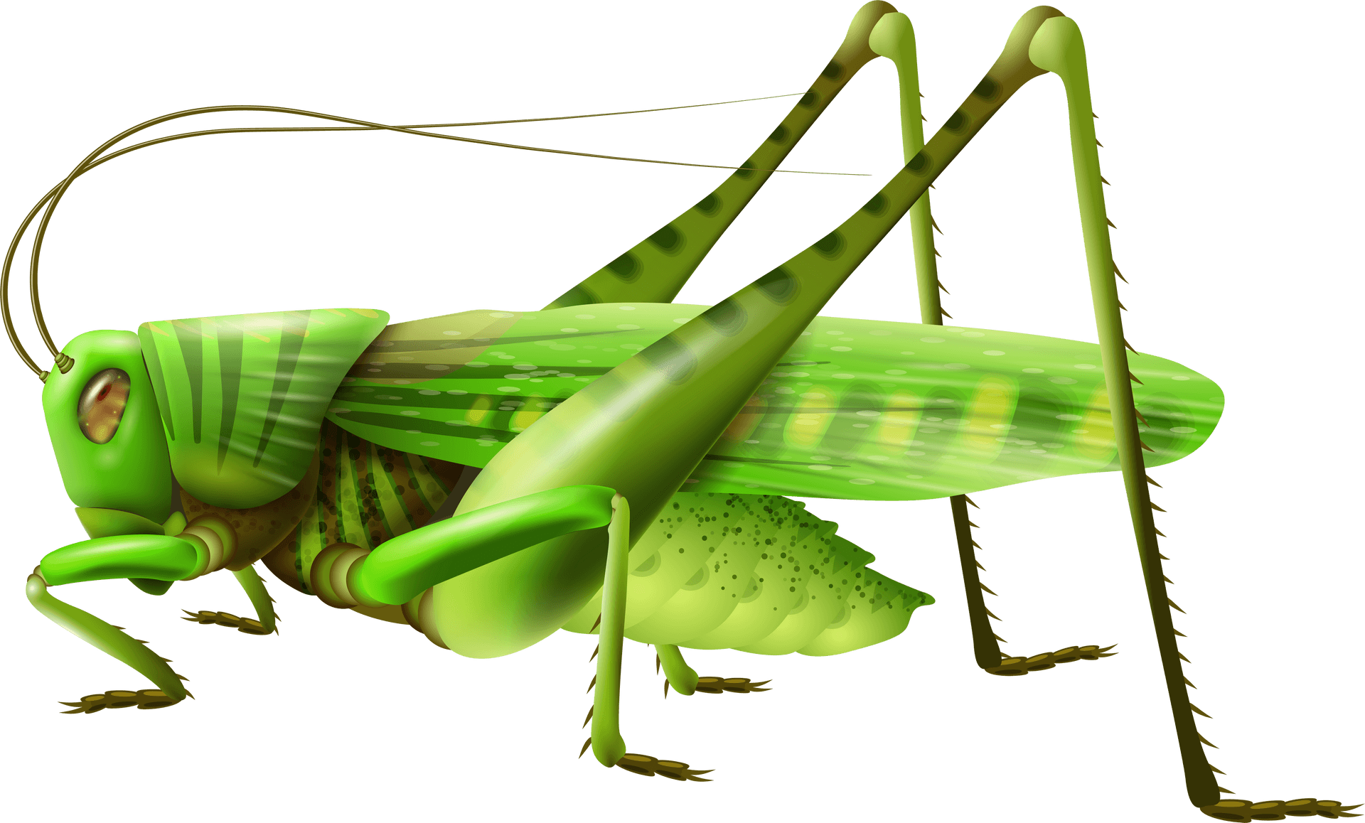 Green Grasshopper Illustration PNG Image