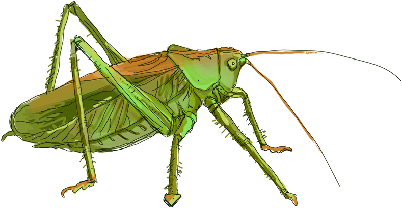 Green Grasshopper Illustration PNG Image