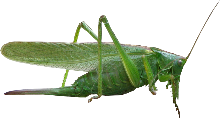 Green Grasshopper Transparent Background PNG Image