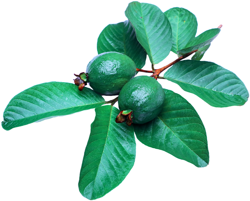 Green Guava Branch Leaves PNG Image