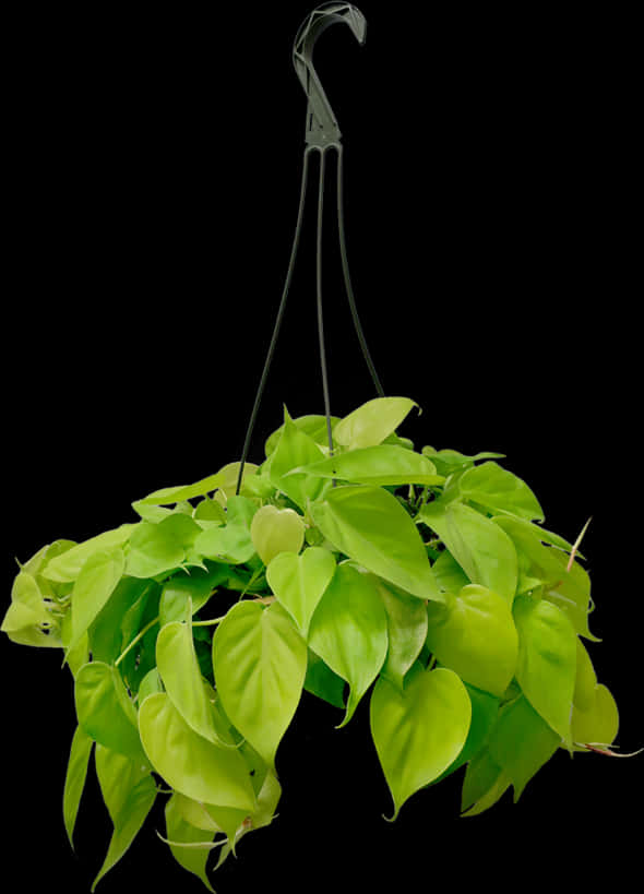 Green Hanging Plant Black Background.jpg PNG Image