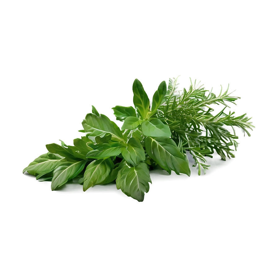 Green Herb Png 33 PNG Image