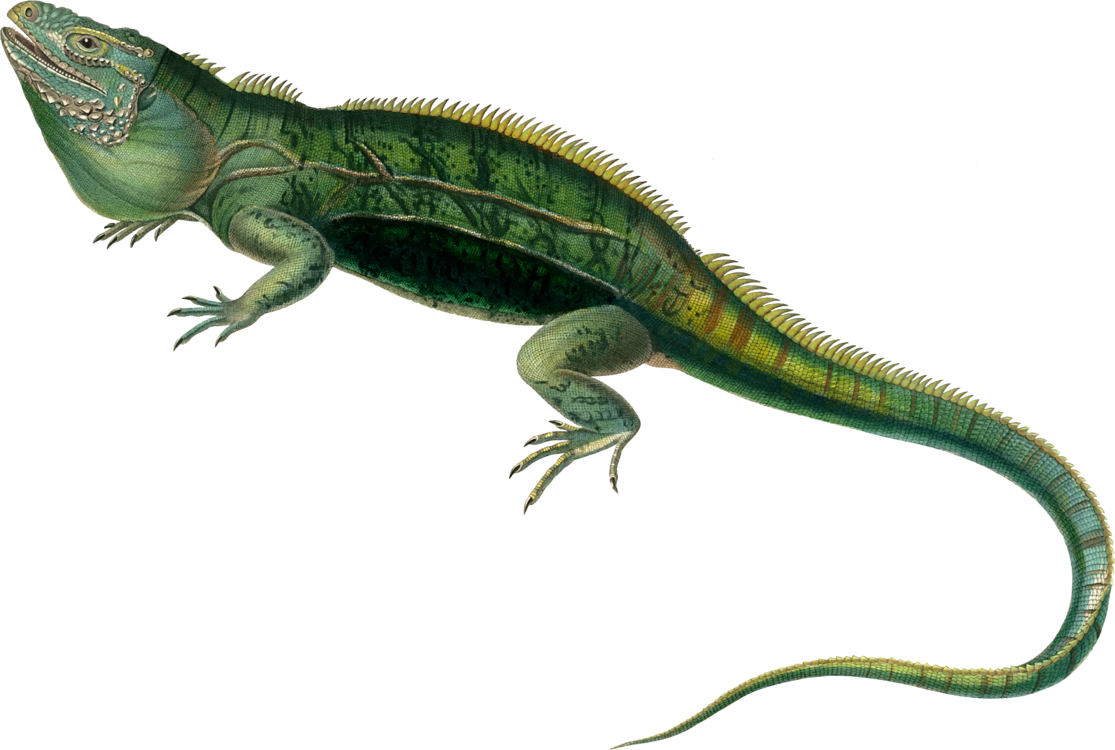 Green Iguana Illustration PNG Image