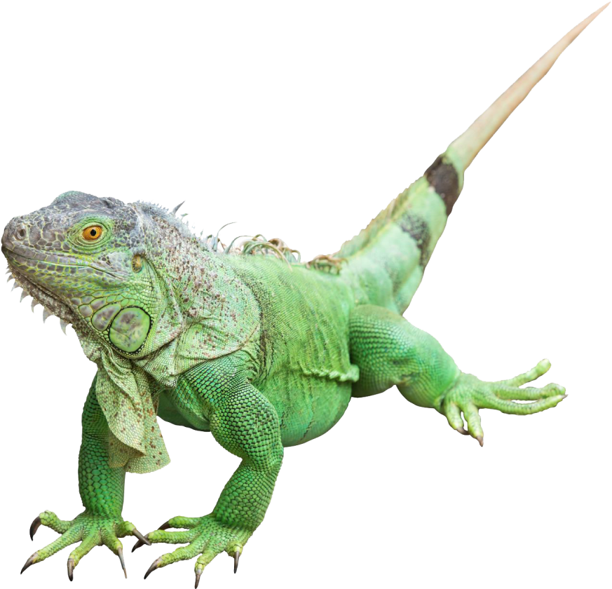 Green Iguana Isolated Portrait PNG Image