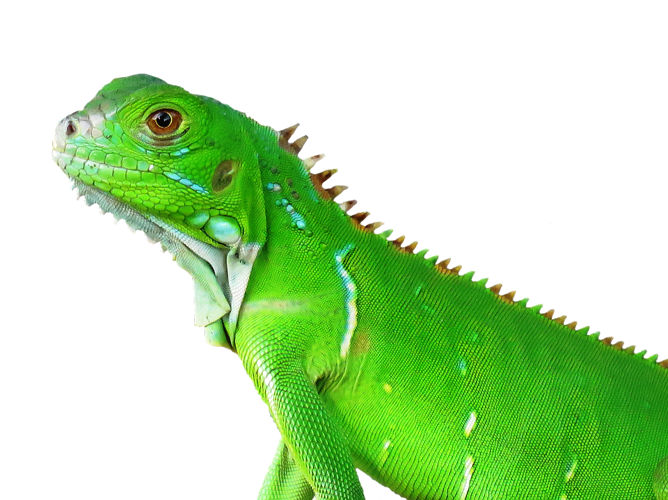 Green Iguana Portrait PNG Image