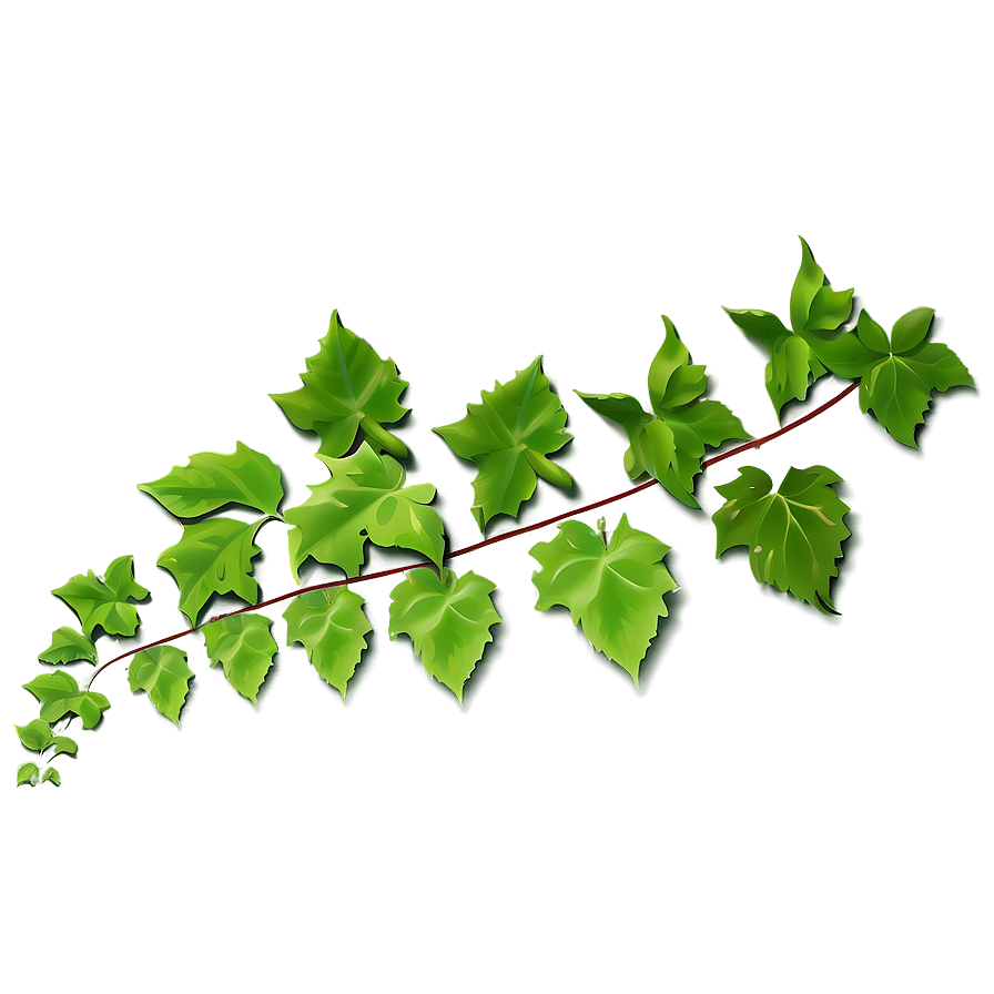 Green Ivy Vine Branch PNG Image