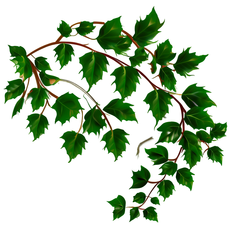 Green Ivy Vine Branches PNG Image