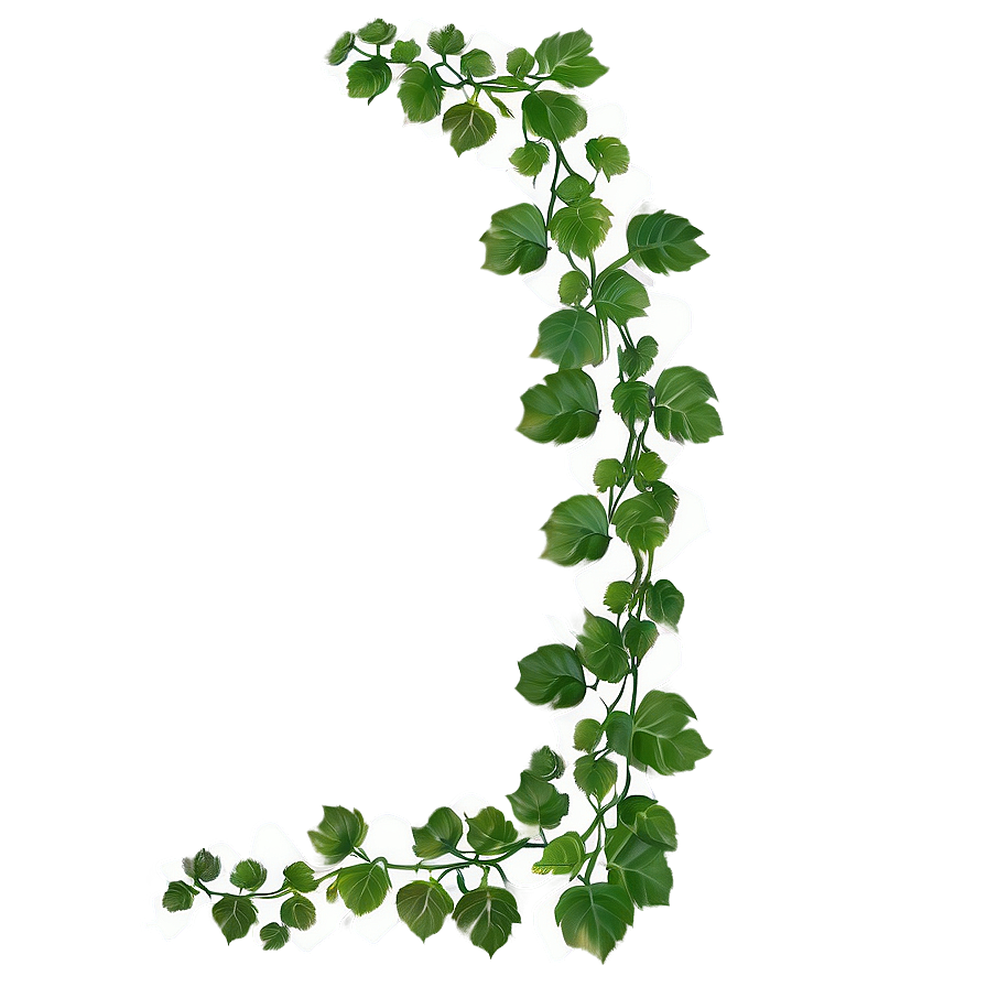 Green Ivy Vine Isolated Background PNG Image