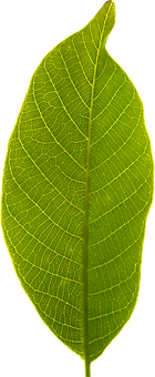 Green Leaf Black Background PNG Image