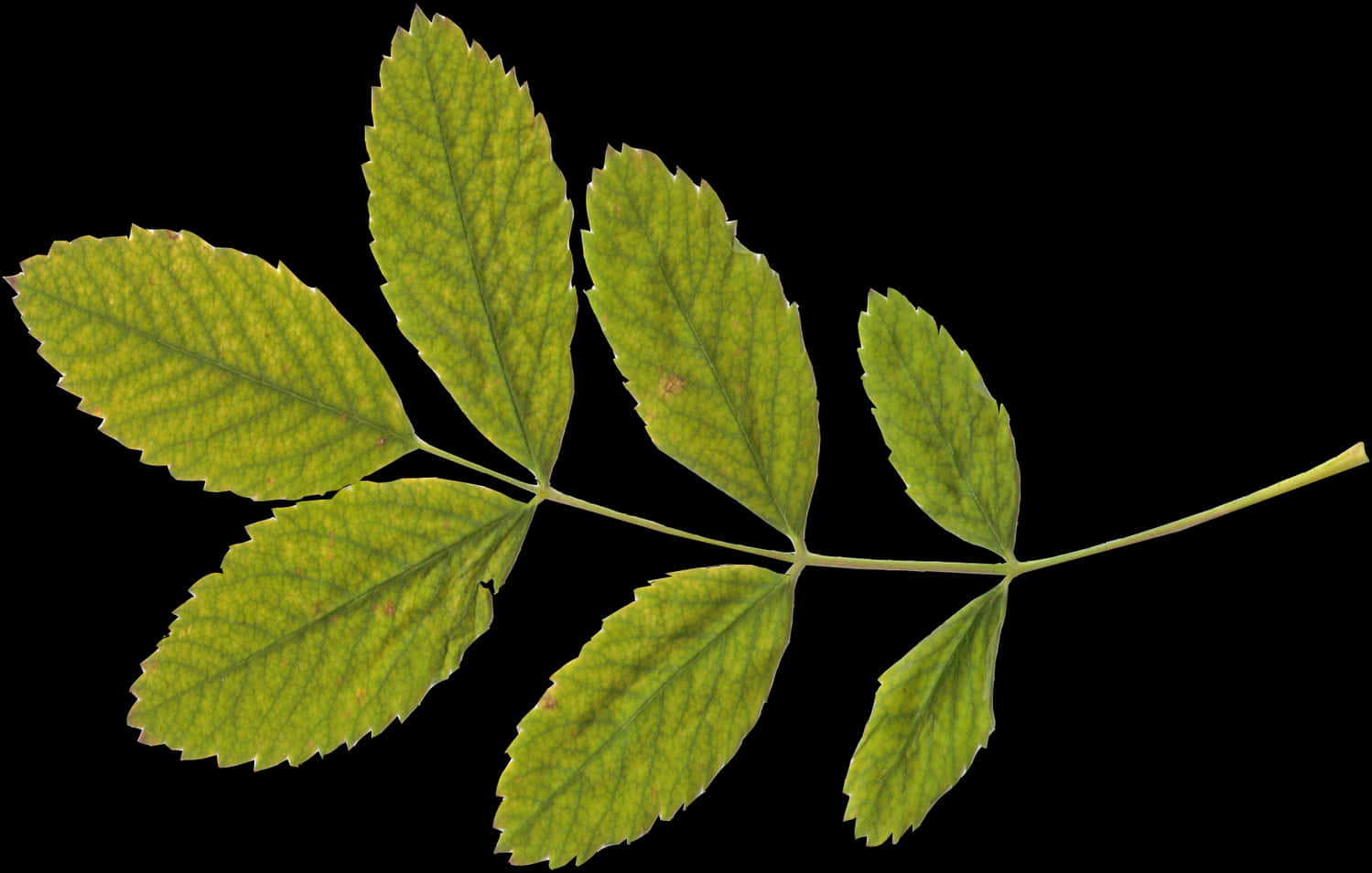 Green Leaf Branch Black Background PNG Image