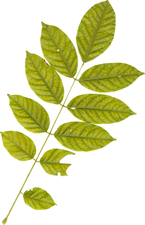 Green Leaf Branch Transparent Background PNG Image