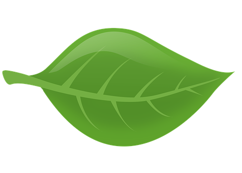 Green Leaf Graphic Illustration PNG Image