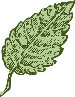 Green Leaf Illustration PNG Image