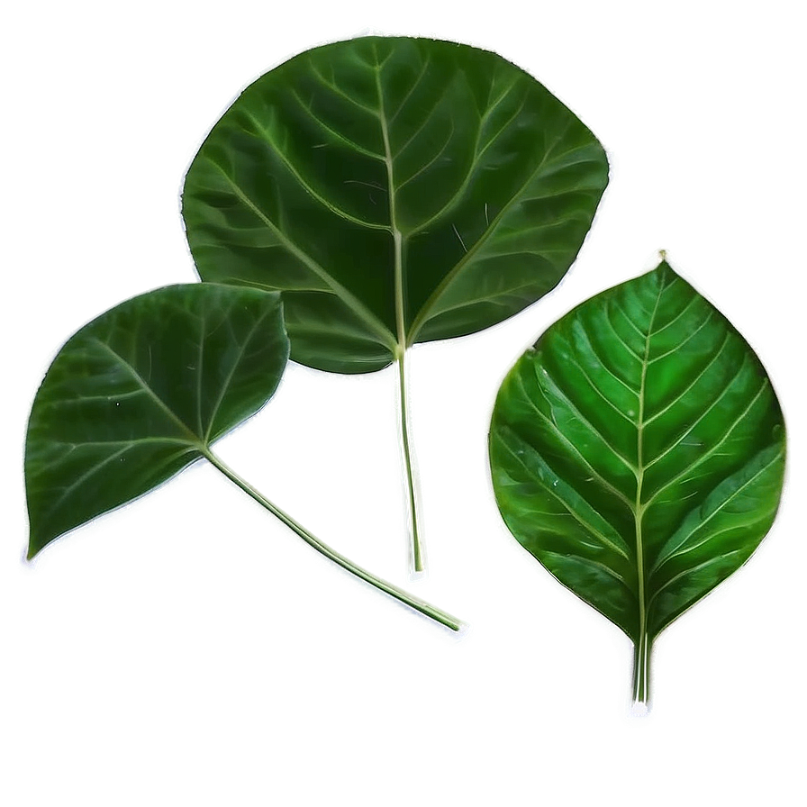 Green Leaf Png Try PNG Image