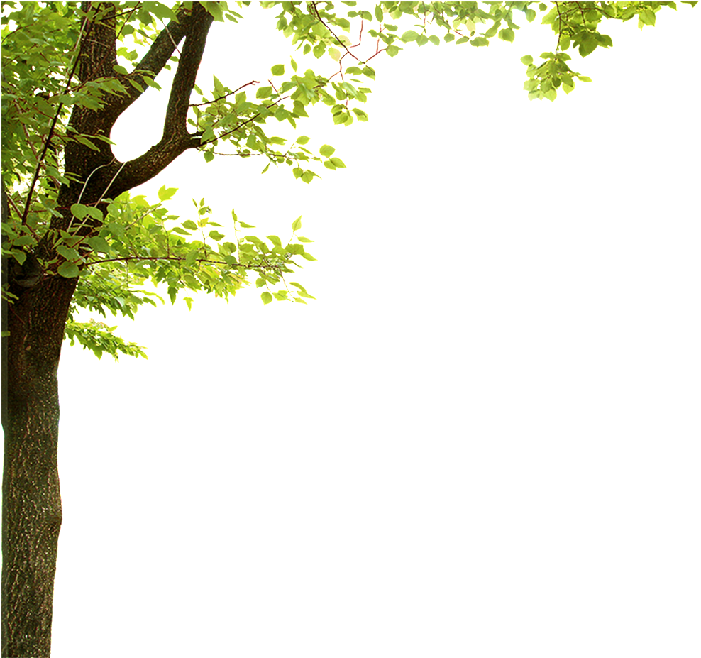 Green Leaf Tree Frameon Transparent Background PNG Image