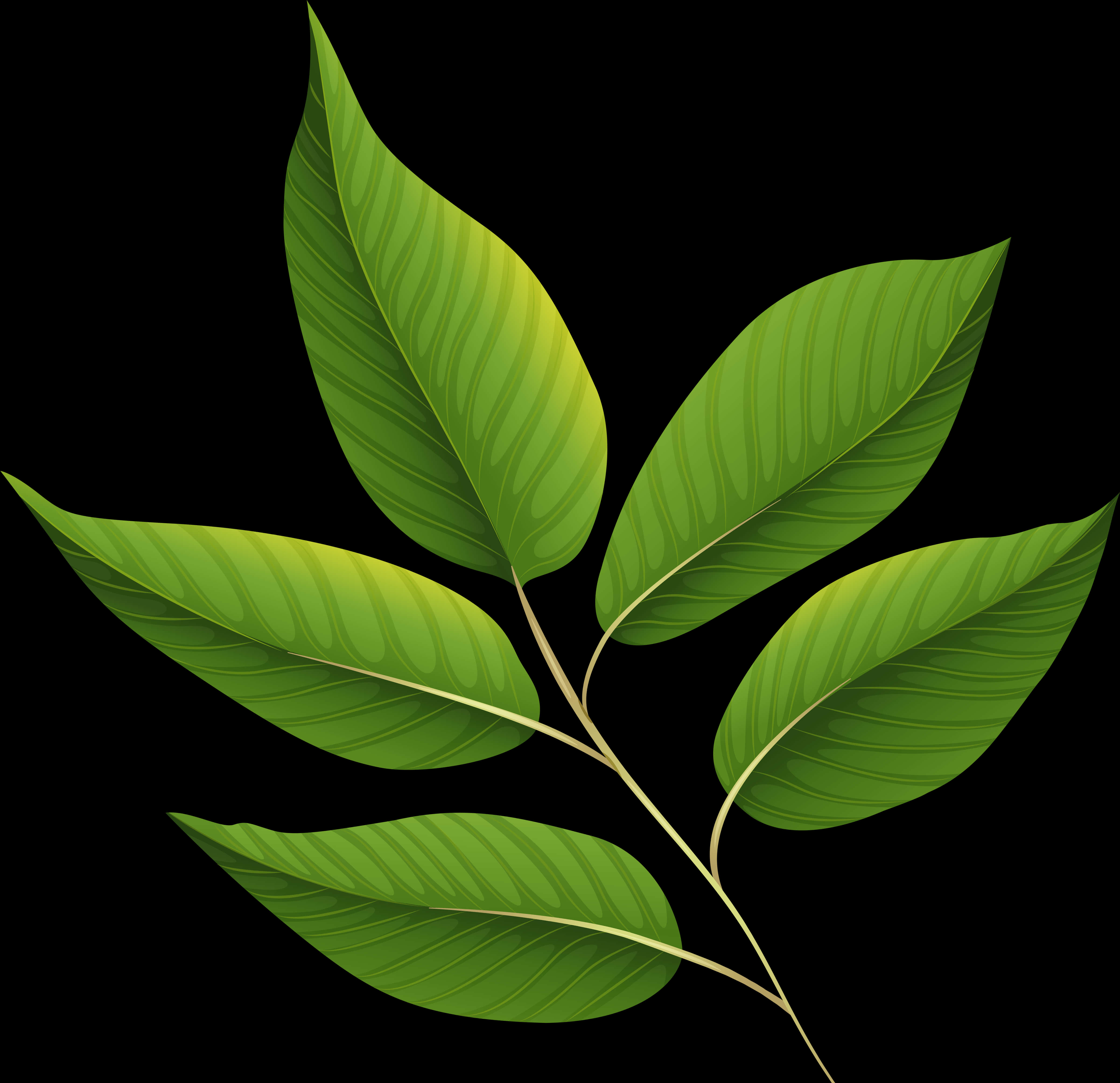 Green Leaf Vector Clipart PNG Image