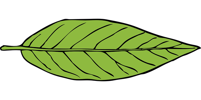 Green Leaf Vector Illustration PNG Image