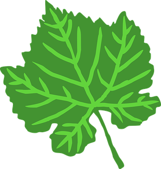 Green Leaf Vector Illustration PNG Image