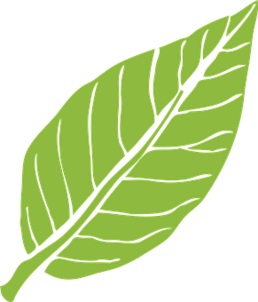 Green Leaf Vector Illustration PNG Image