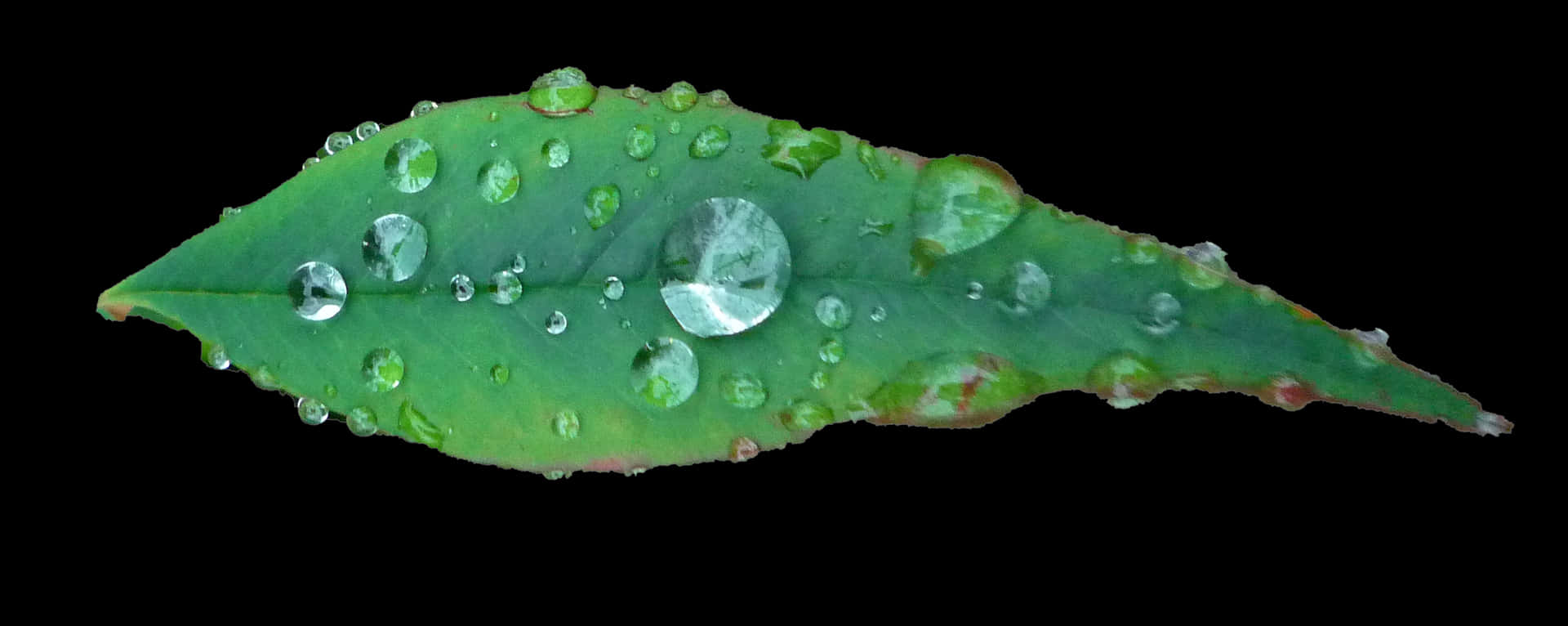 Green Leaf Water Droplets Black Background PNG Image