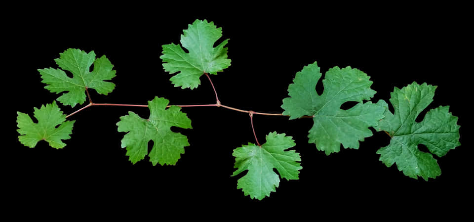 Green Leafy Branch Against Black Background PNG Image