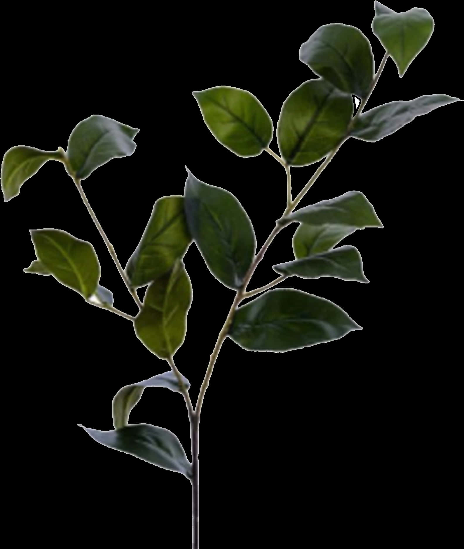 Green Leafy Branch Black Background PNG Image