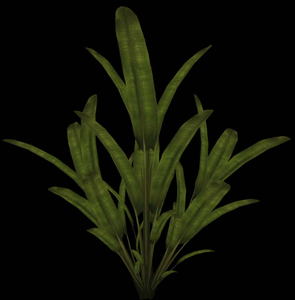 Green Leafy Plant Black Background PNG Image