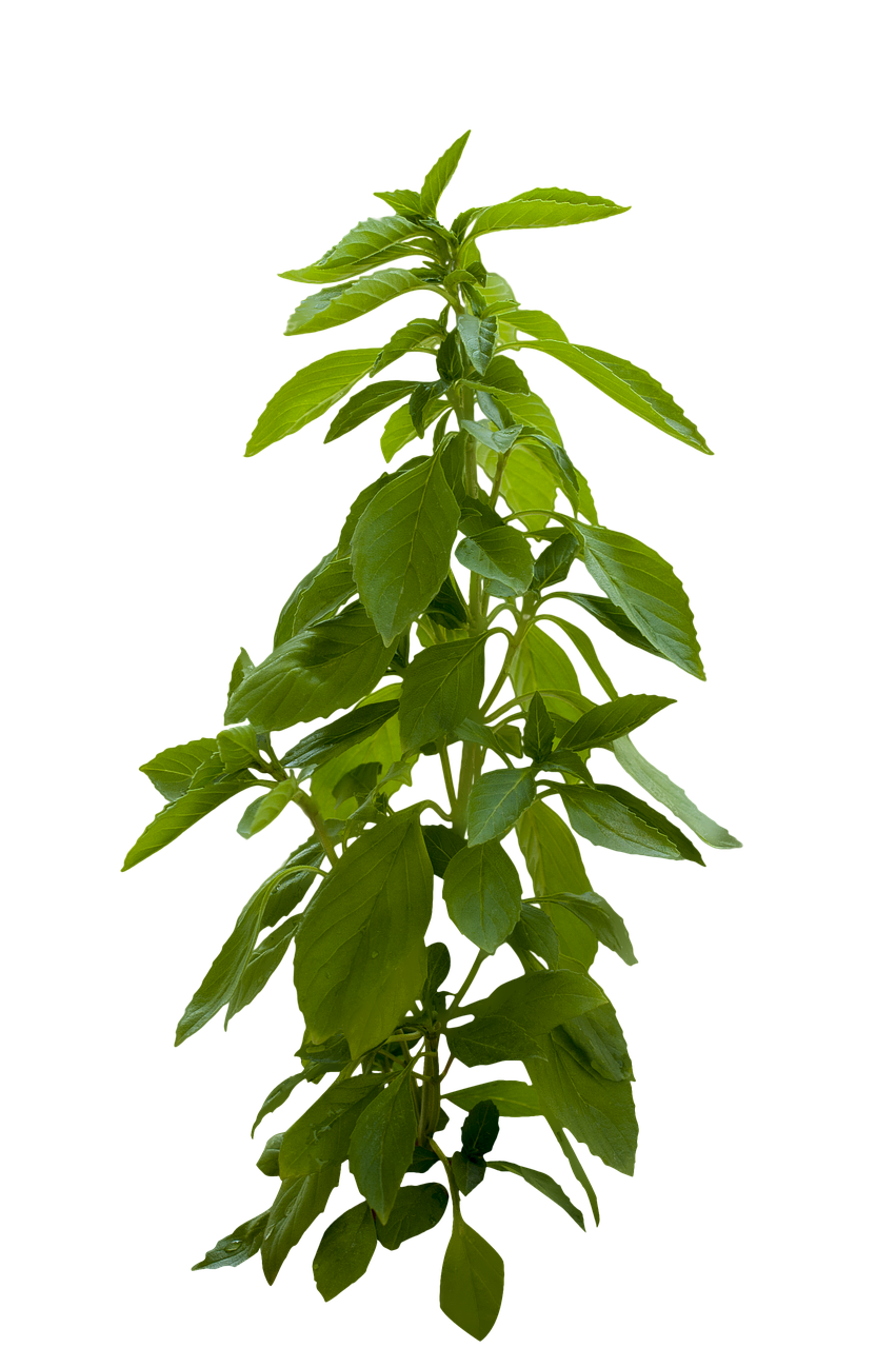 Green Leafy Plant Black Background PNG Image