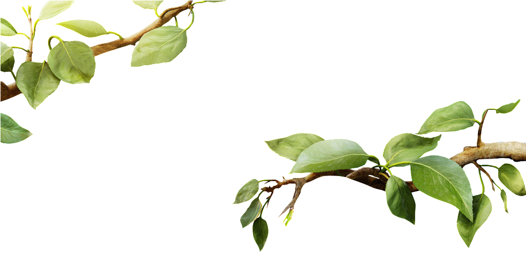 Green Leafy Tree Branch.png PNG Image