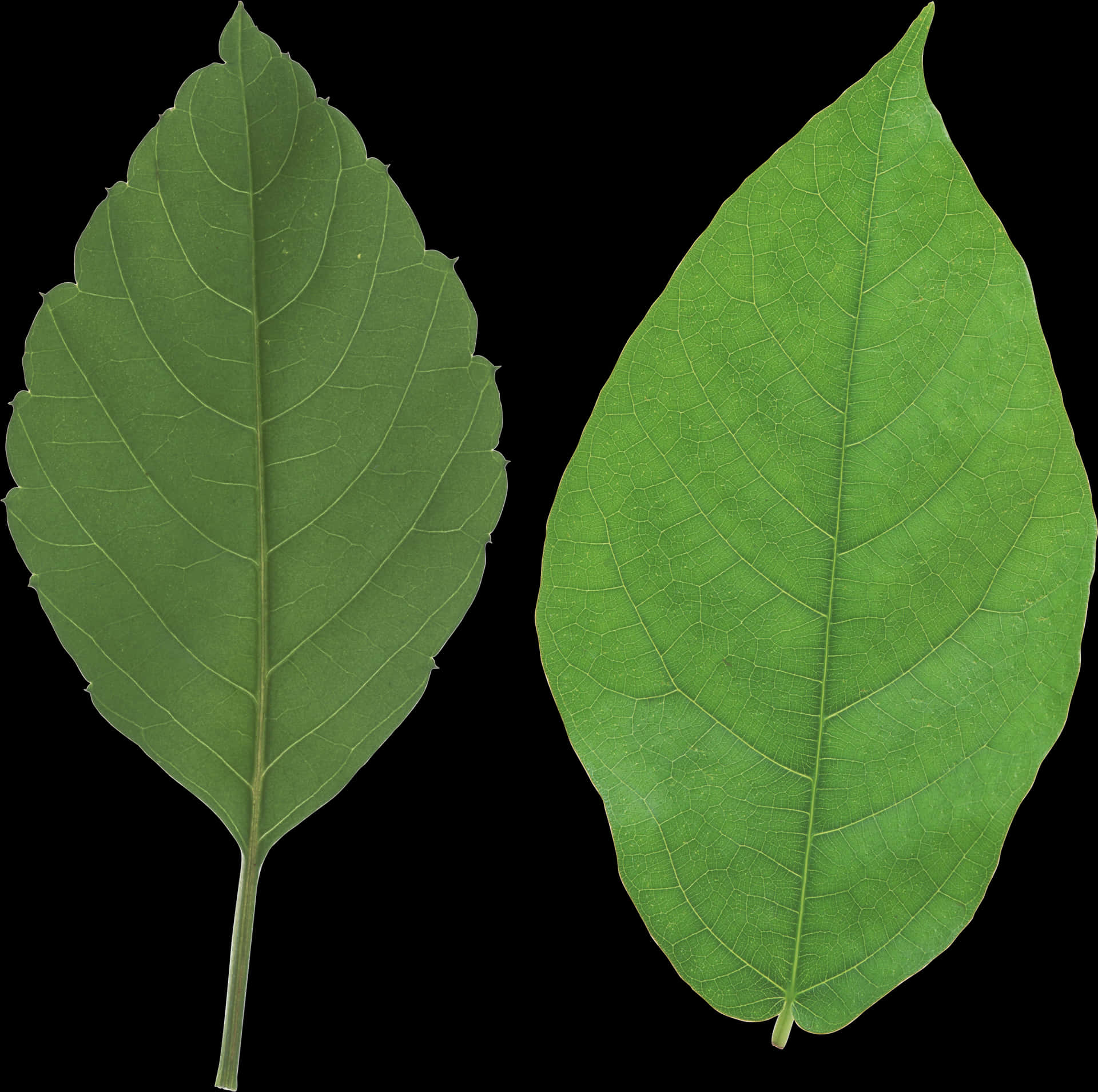 Green Leaves Black Background PNG Image