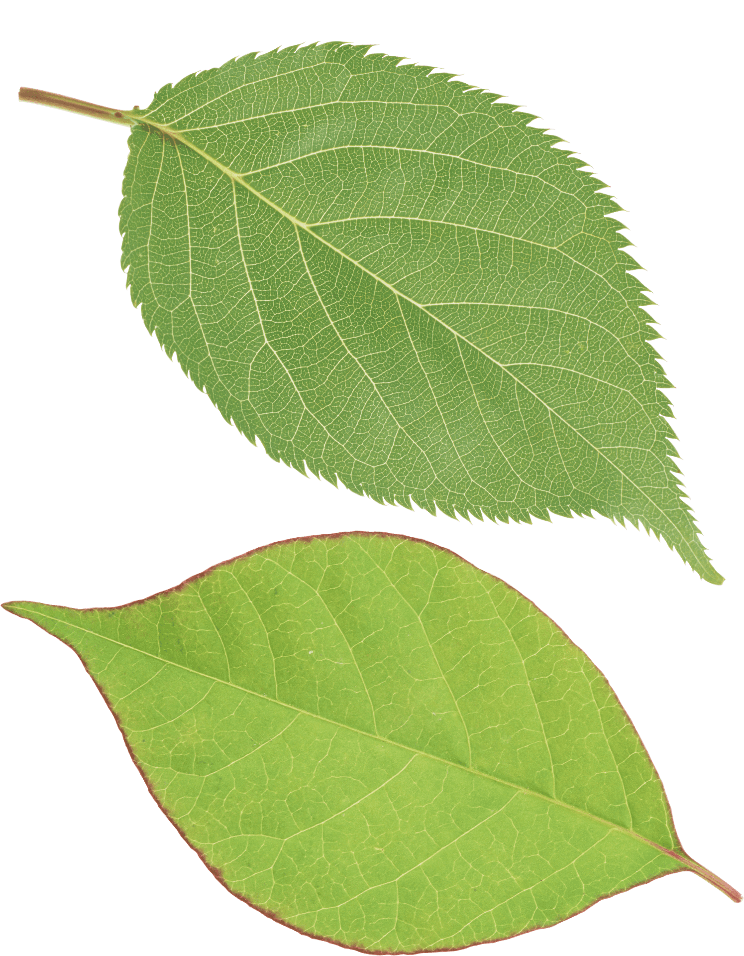 Green Leaves Transparent Background PNG Image