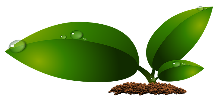 Green Leaves Water Droplets Black Background PNG Image