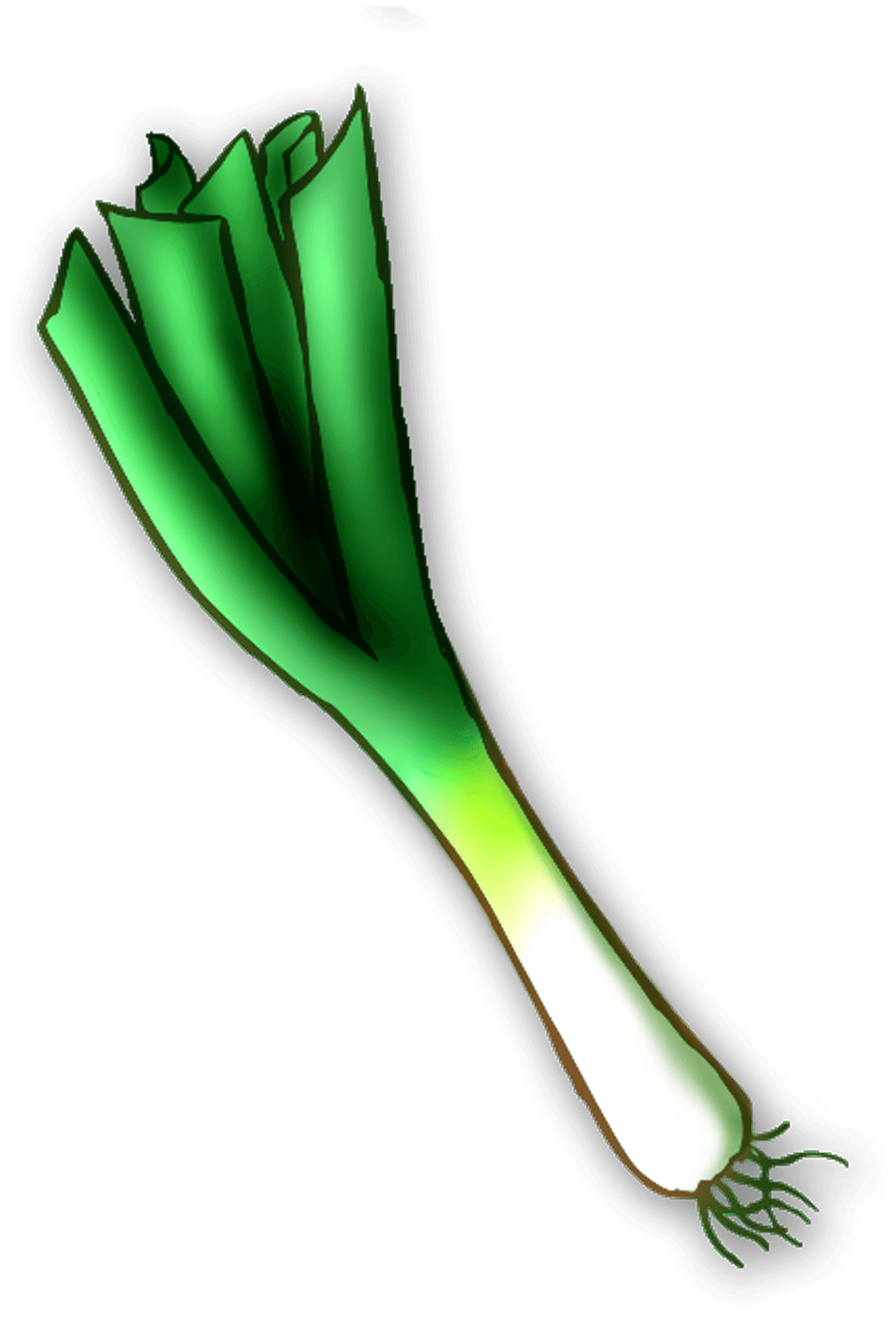 Green Leek Illustration PNG Image