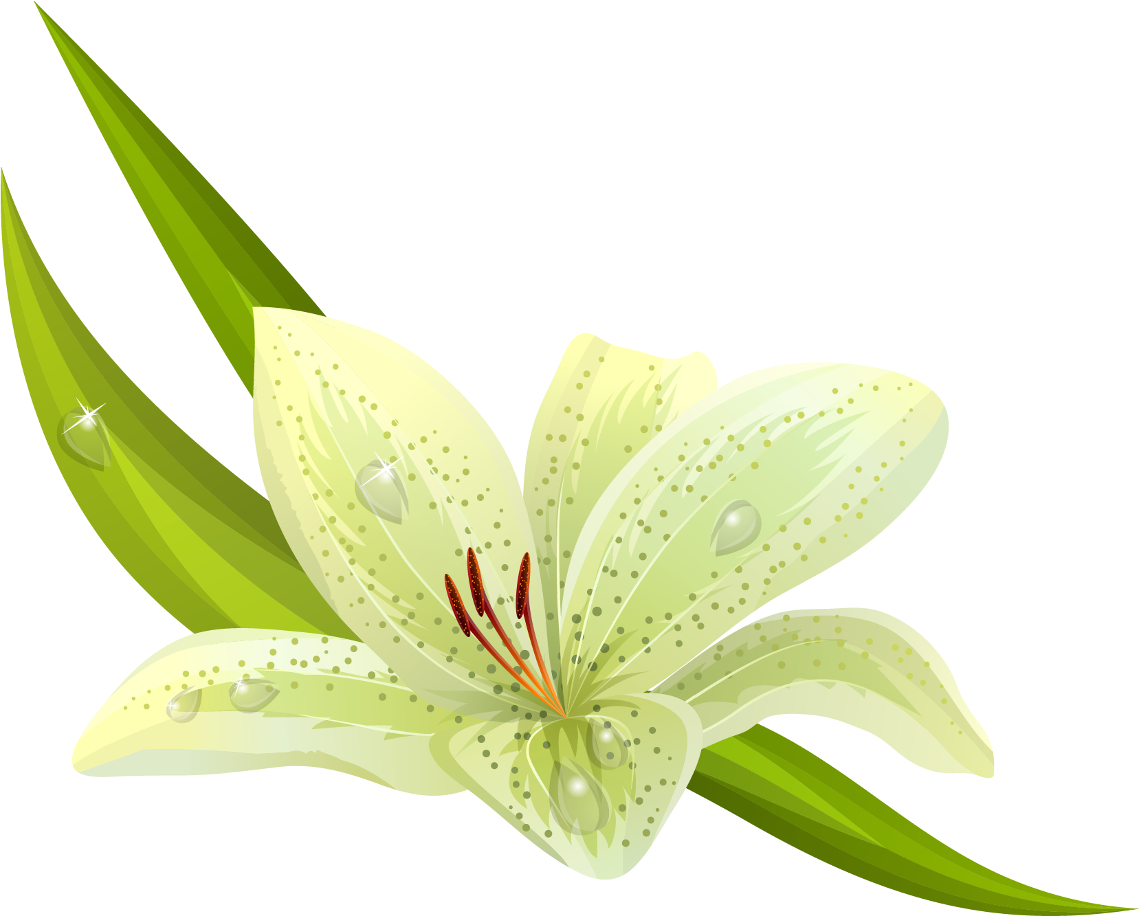 Green Lily Illustration PNG Image