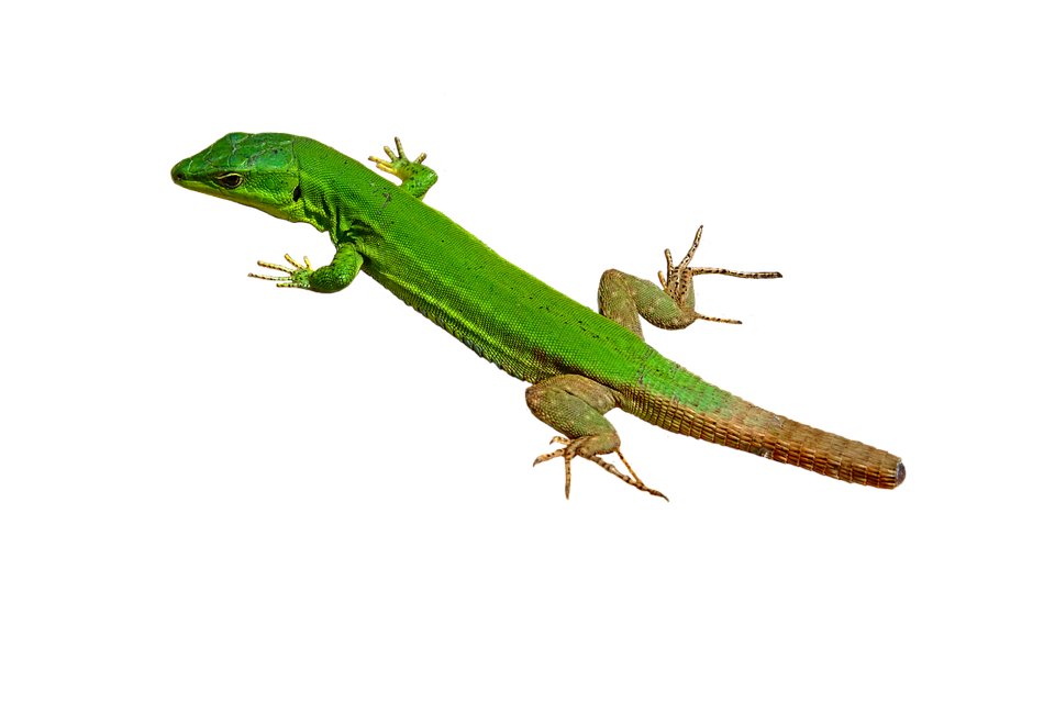 Green Lizard Isolatedon Gray PNG Image