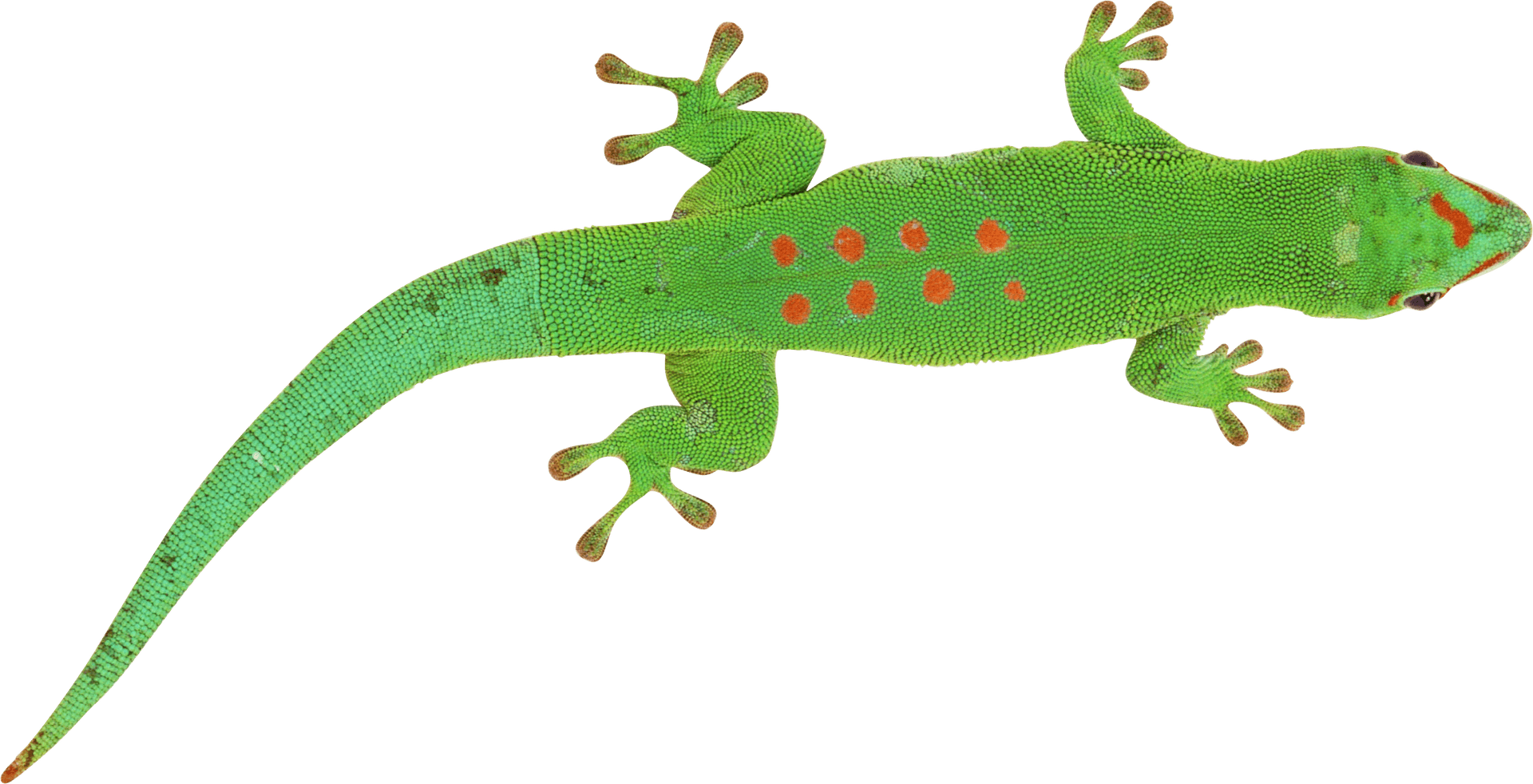 Green Lizard Red Spots PNG Image