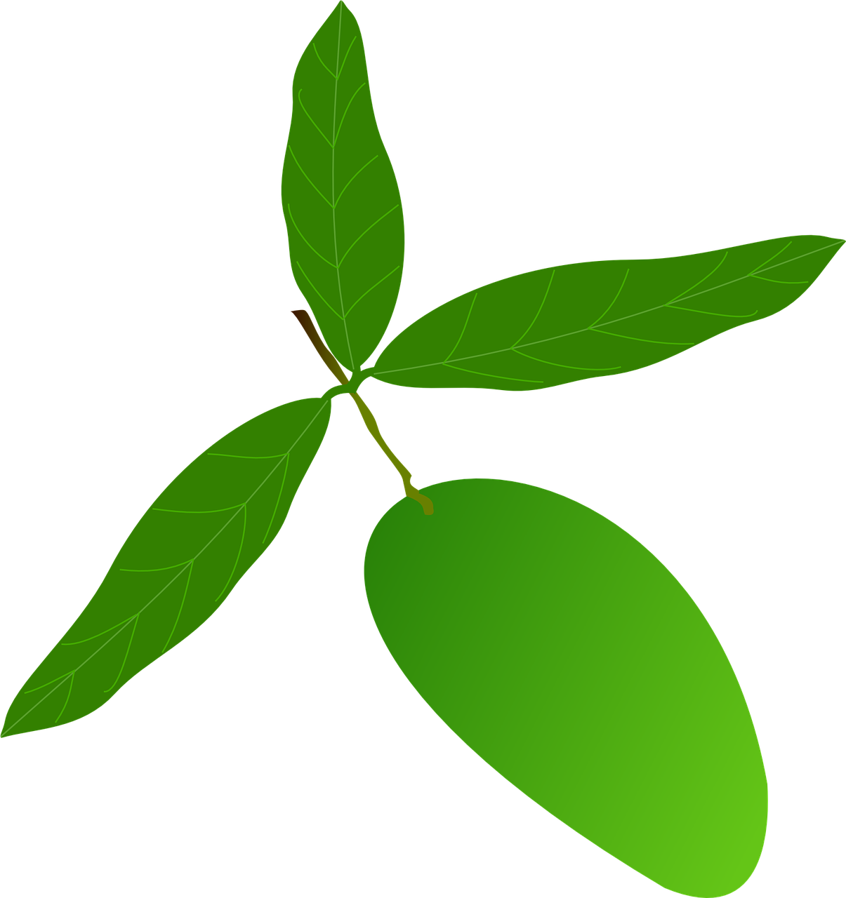 Green Mango With Leaves Vector PNG Image