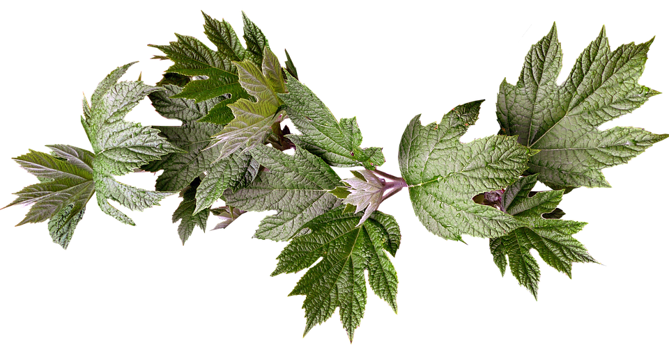 Green Maple Leaves Transparent Background PNG Image