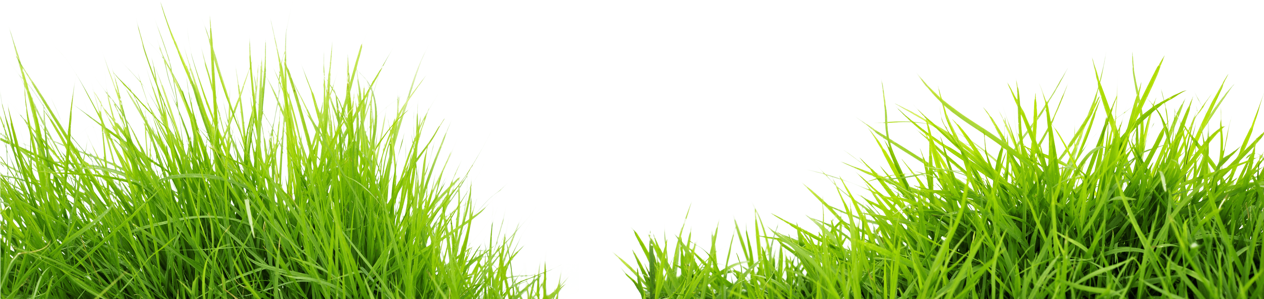 Green Meadow Grass Isolated PNG Image