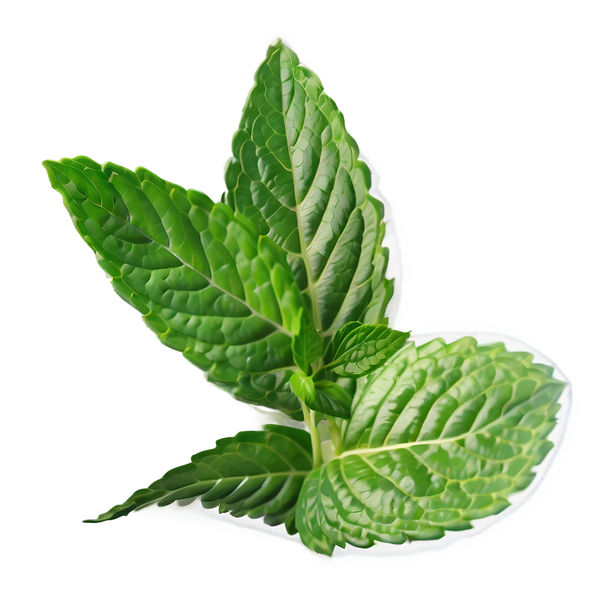 Green Mint Leaf Png Wjt10 PNG Image