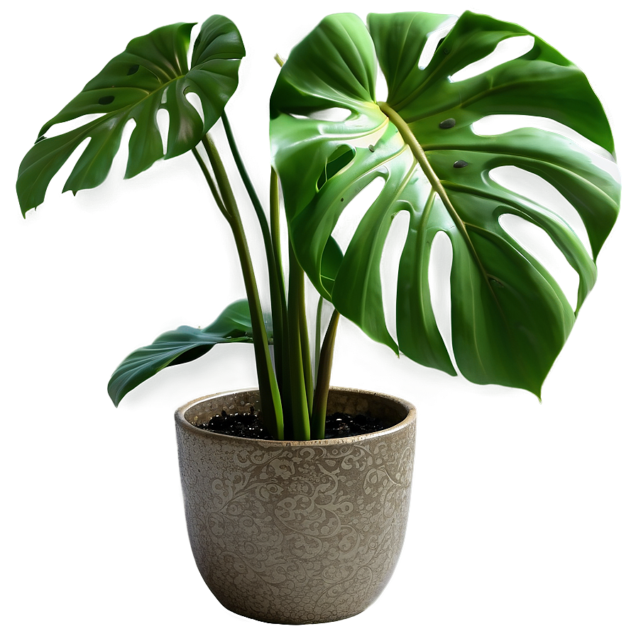 Green Monstera Plant Png Paq PNG Image