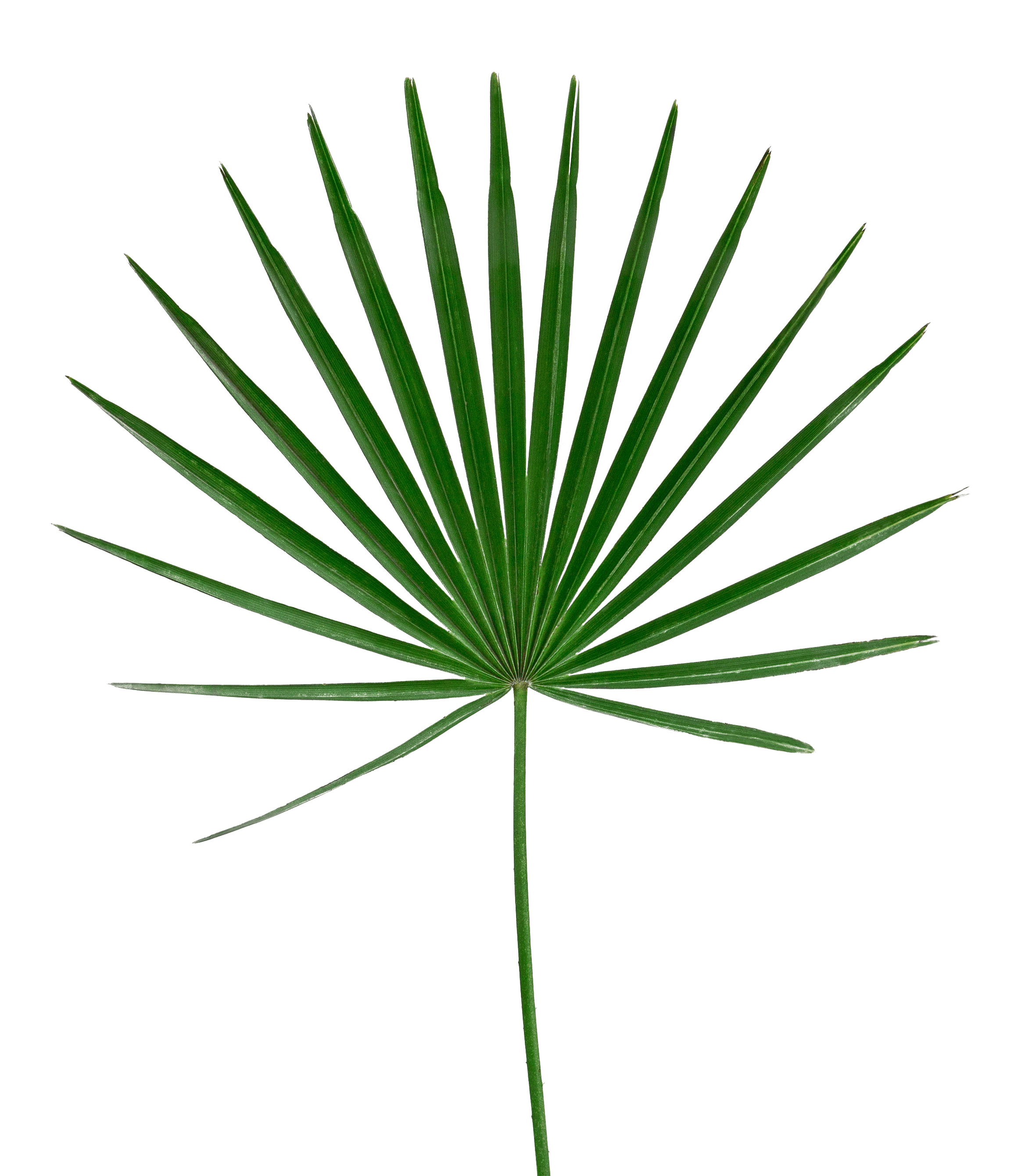 Green Palm Fan Shaped Leaf PNG Image