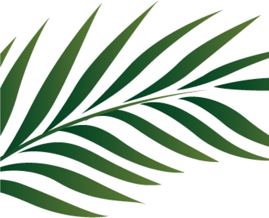 Green Palm Leaf Graphic PNG Image